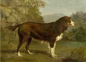 dog in a landscape